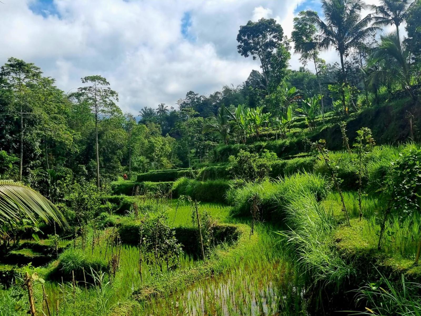 Girang Rinjani Bungalows Tetebatu Camera foto