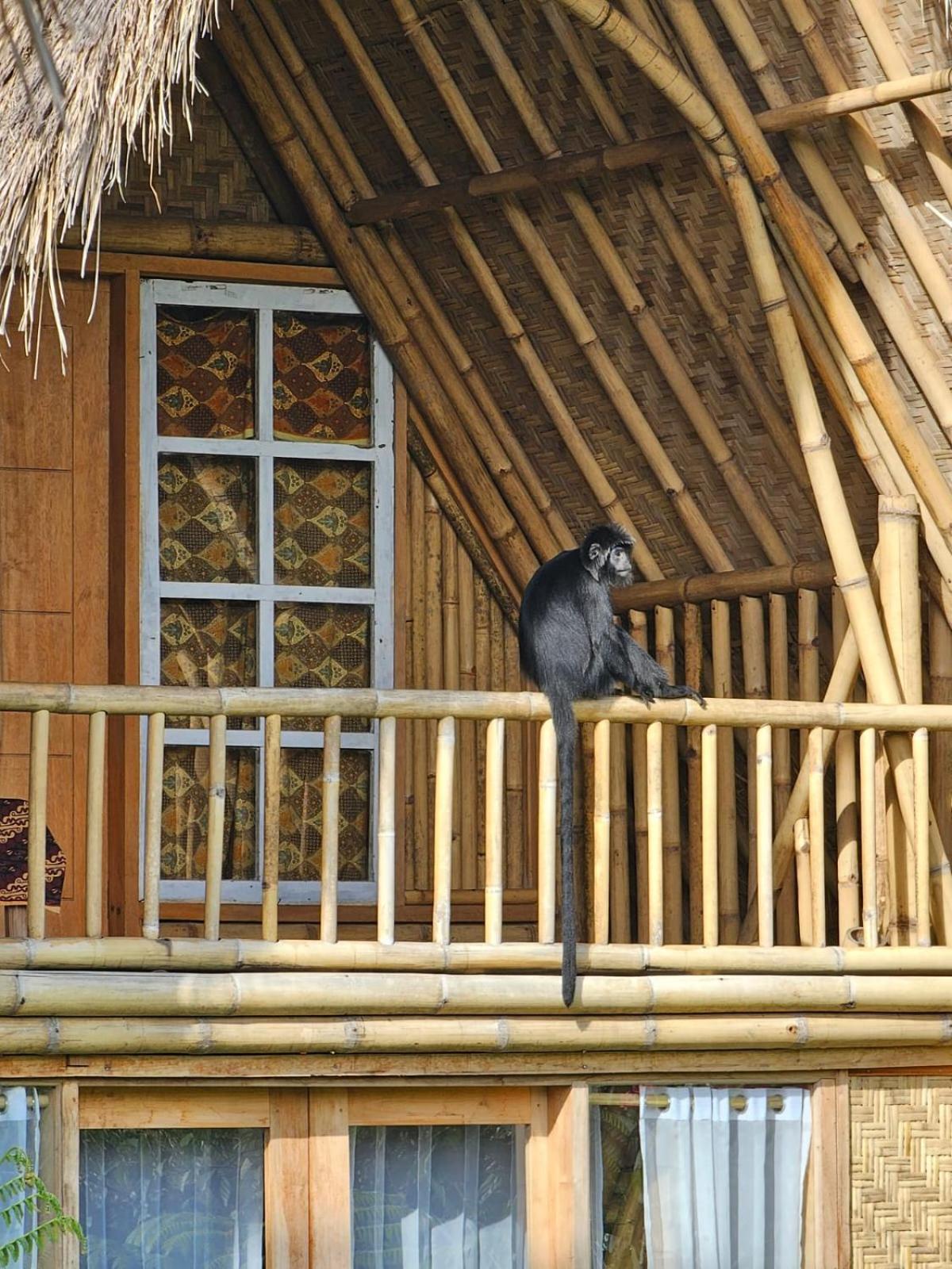 Girang Rinjani Bungalows Tetebatu Esterno foto